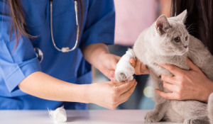 veterinarians